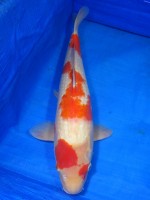  　紅白　53cm　
