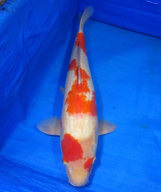 錦屋養鯉場 　紅白　53cm　 錦鯉販売　通信販売　錦屋養鯉場