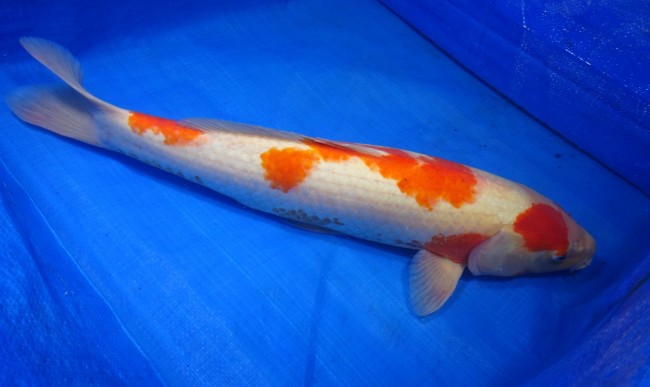 錦屋養鯉場 　紅白　53cm　 錦鯉販売　通信販売　錦屋養鯉場