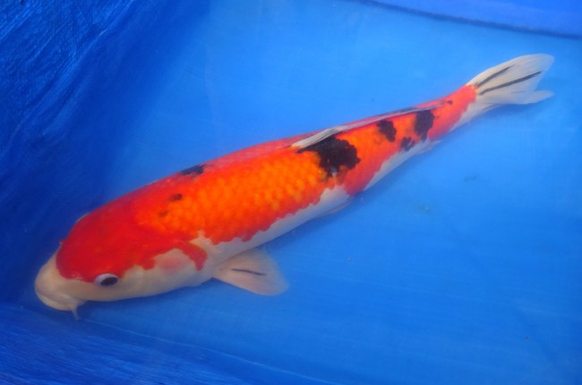 錦屋養鯉場 　大正赤三色　50cm　 錦鯉販売　通信販売　錦屋養鯉場