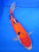  　大正赤三色　50cm　 