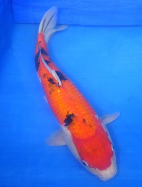 錦屋養鯉場 　大正赤三色　50cm　 錦鯉販売　通信販売　錦屋養鯉場