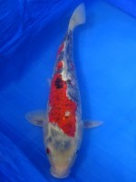 　五色　45cm　