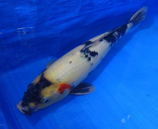 錦屋養鯉場　ほほ紅 白写り　43cm　錦鯉販売　通信販売　錦鯉養鯉