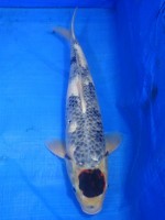 　丹頂 春雷　40cm 　