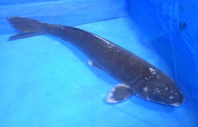 錦屋養鯉場 　羽白　47cm　 錦鯉 金魚 販売　通信販売　錦屋養鯉場