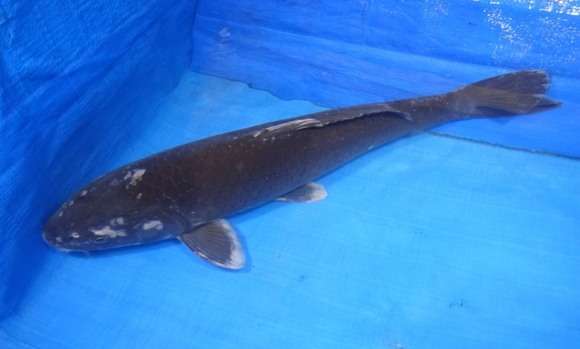 錦屋養鯉場 　羽白　47cm　 錦鯉 金魚 販売　通信販売　錦屋養鯉場