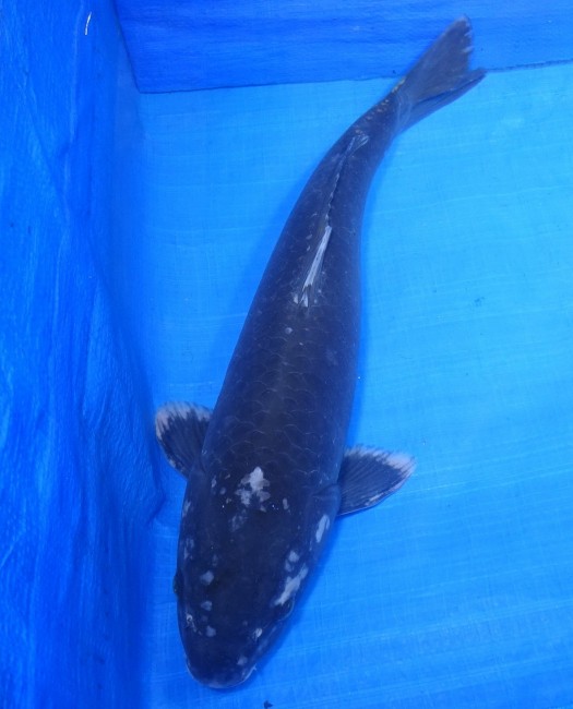 錦屋養鯉場 　羽白　47cm　 錦鯉 金魚 販売　通信販売　錦屋養鯉場