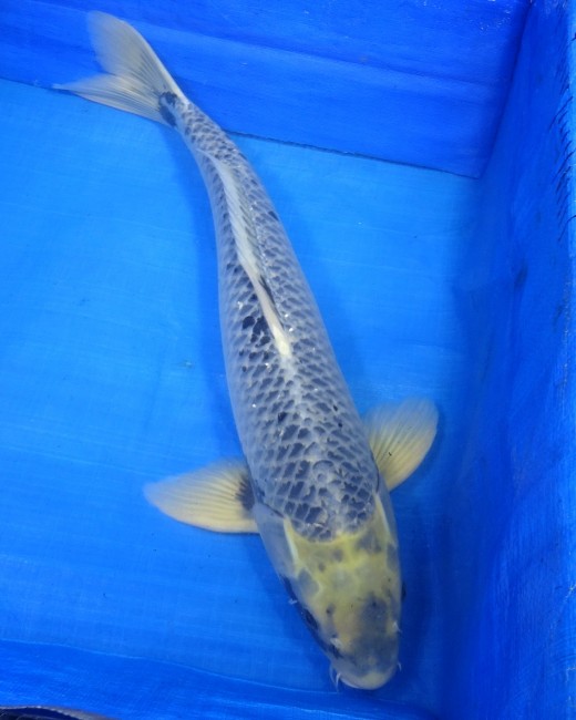 錦屋養鯉場　松川バケ　59cm　錦鯉　福だるま金魚販売　通信販売　錦屋養鯉場