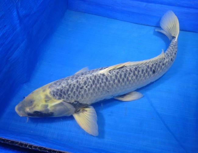 錦屋養鯉場　松川バケ　59cm　錦鯉　福だるま金魚販売　通信販売　錦屋養鯉場