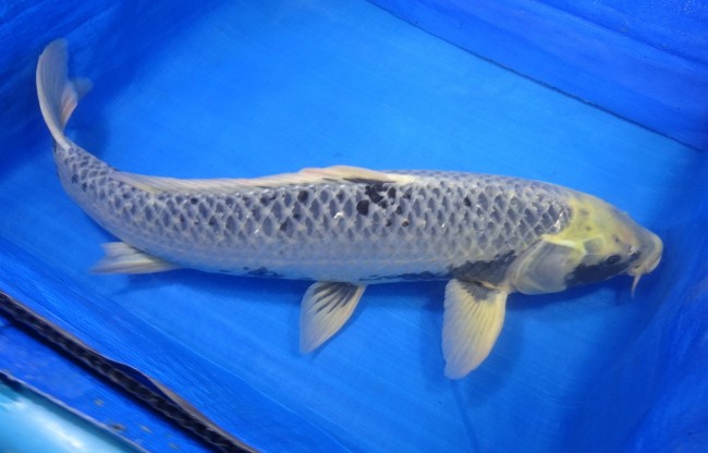 錦屋養鯉場　松川バケ　59cm　錦鯉　福だるま金魚販売　通信販売　錦屋養鯉場