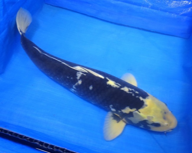 錦屋養鯉場 　羽白　55cm　 錦鯉 金魚 販売　通信販売　錦屋養鯉場