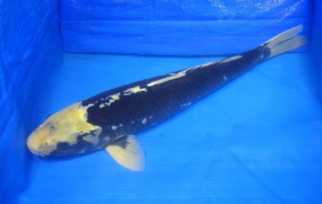 錦屋養鯉場 　羽白　55cm　 錦鯉 金魚 販売　通信販売　錦屋養鯉場