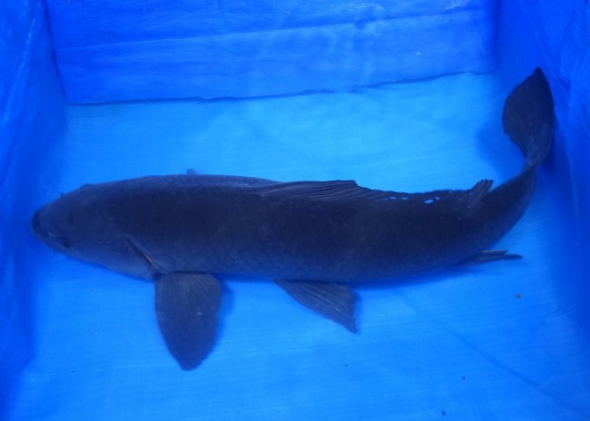 錦屋養鯉場 　カラス鯉　60cm　 錦鯉販売　通信販売　錦屋養鯉場