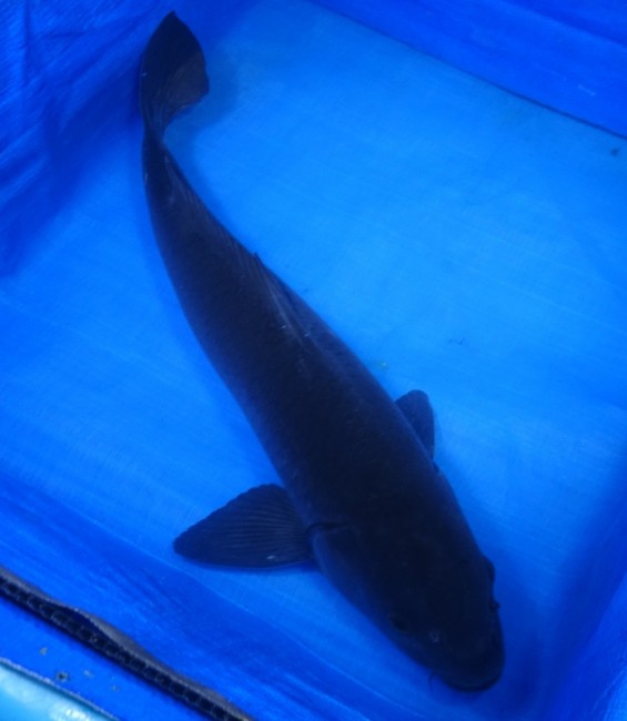 錦屋養鯉場 　カラス鯉　60cm　 錦鯉販売　通信販売　錦屋養鯉場