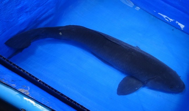 錦屋養鯉場 　カラス鯉　60cm　 錦鯉販売　通信販売　錦屋養鯉場
