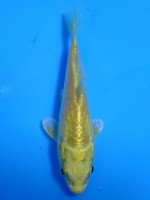  　黄金　8cm 　