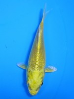  　黄金　10cm 　