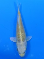 　山吹黄金　11cm 　