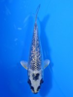  　銀兜　10cm 　