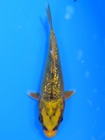  　ダイヤ銀鱗 金兜　10cm 　