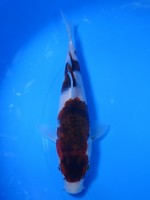 　　ぶどう衣　18cm　