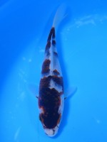 　　ぶどう衣　16cm　
