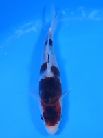 　　ぶどう衣　15cm　
