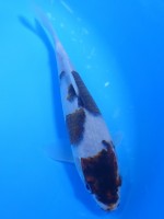 　　ぶどう衣　17cm　