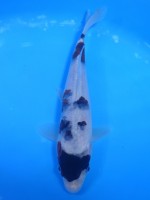 　　ぶどう衣　21cm　