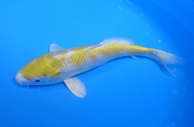 錦屋養鯉場　金銀はりわけ黄金　20cm　錦鯉　金魚　通信販売　錦屋養鯉場