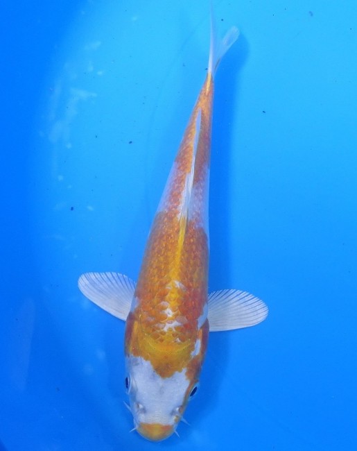錦屋養鯉場　紅金銀はりわけ黄金　17cm　錦鯉　金魚　通信販売　錦屋養鯉場