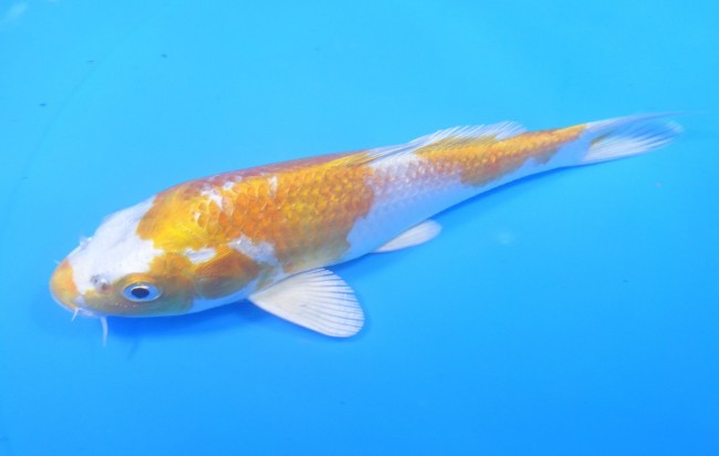 錦屋養鯉場　金銀はりわけ黄金　17cm　錦鯉　金魚　通信販売　錦屋養鯉場