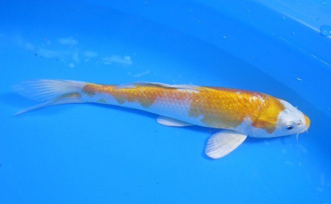 錦屋養鯉場　金銀はりわけ黄金　17cm　錦鯉　金魚　通信販売　錦屋養鯉場