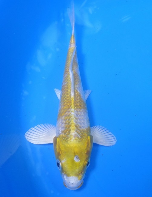 錦屋養鯉場　金銀はりわけ黄金　17cm　錦鯉　金魚　通信販売　錦屋養鯉場
