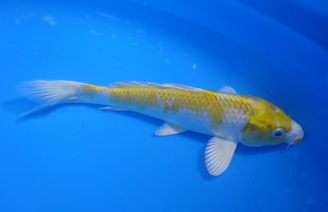 錦屋養鯉場　金銀はりわけ黄金　17cm　錦鯉　金魚　通信販売　錦屋養鯉場