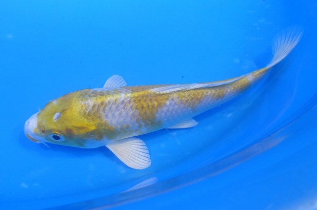 錦屋養鯉場　金銀はりわけ黄金　17cm　錦鯉　金魚　通信販売　錦屋養鯉場