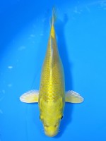  　黄金　15cm 　