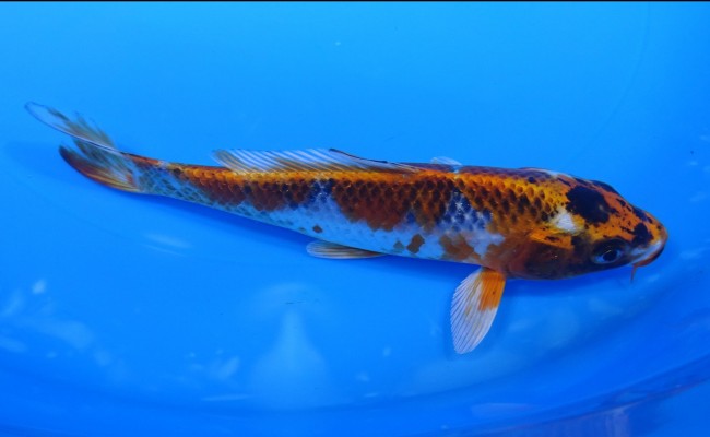 錦屋養鯉場 　墨丸天クジャク黄金　16cm　 錦鯉販売　通信販売　錦屋養鯉場