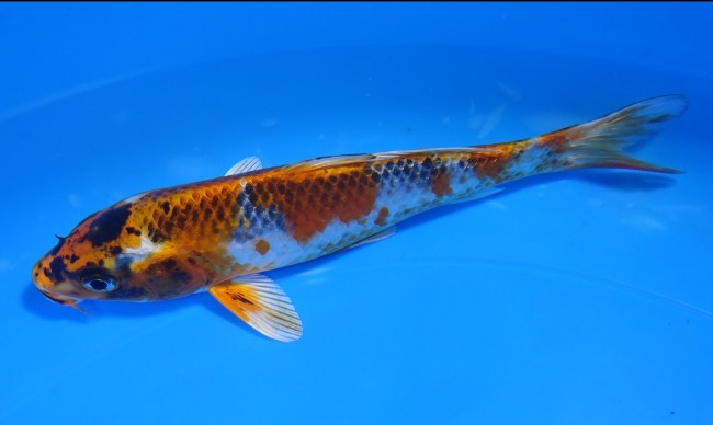錦屋養鯉場 　墨丸天クジャク黄金　16cm　 錦鯉販売　通信販売　錦屋養鯉場