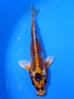  　墨丸天クジャク黄金　16cm　 