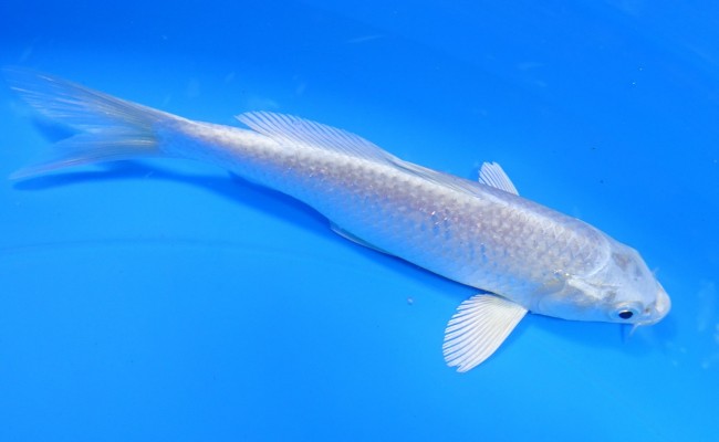 錦屋養鯉場 　プラチナ　15cm 　 錦鯉販売　通信販売　錦屋養鯉場