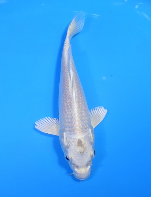 錦屋養鯉場 　プラチナ　15cm 　 錦鯉販売　通信販売　錦屋養鯉場