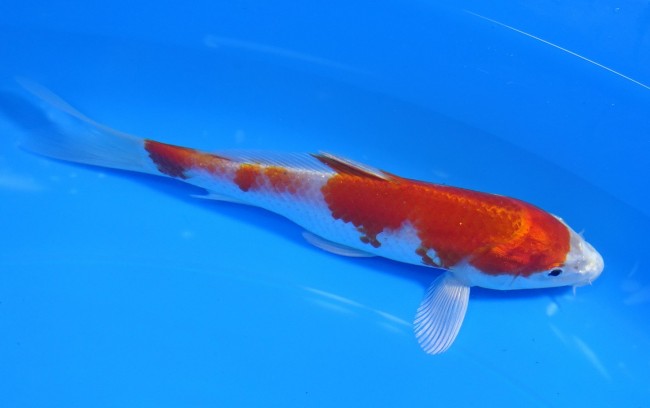 錦屋養鯉場 　桜黄金　14cm　 錦鯉販売　通信販売　錦屋養鯉場