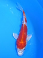  　桜黄金　14cm　 