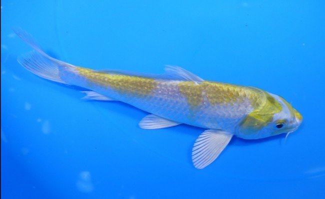 錦屋養鯉場　金銀はりわけ黄金　15cm　錦鯉　金魚　通信販売　錦屋養鯉場