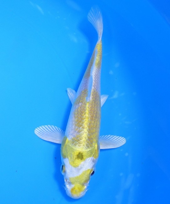 錦屋養鯉場　金銀はりわけ黄金　15cm　錦鯉　金魚　通信販売　錦屋養鯉場
