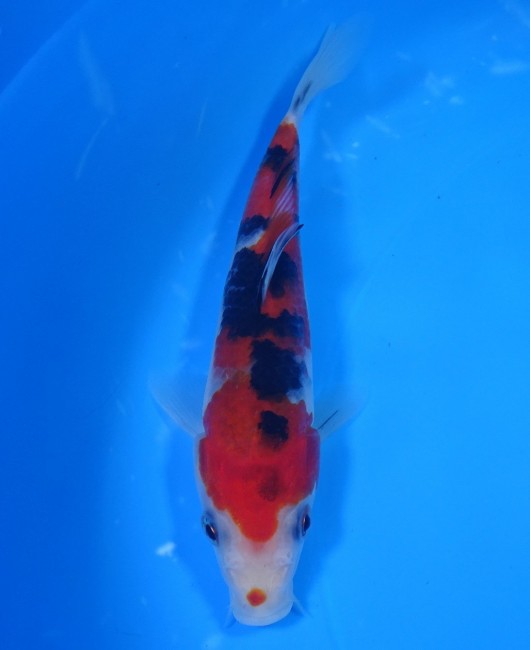 錦屋養鯉場　 大正三色　15cm　錦鯉販売　通信販売　錦屋養鯉場