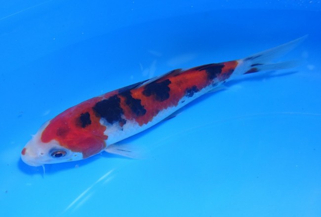 錦屋養鯉場　 大正三色　15cm　錦鯉販売　通信販売　錦屋養鯉場