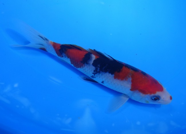 錦屋養鯉場　 大正三色　15cm　錦鯉販売　通信販売　錦屋養鯉場